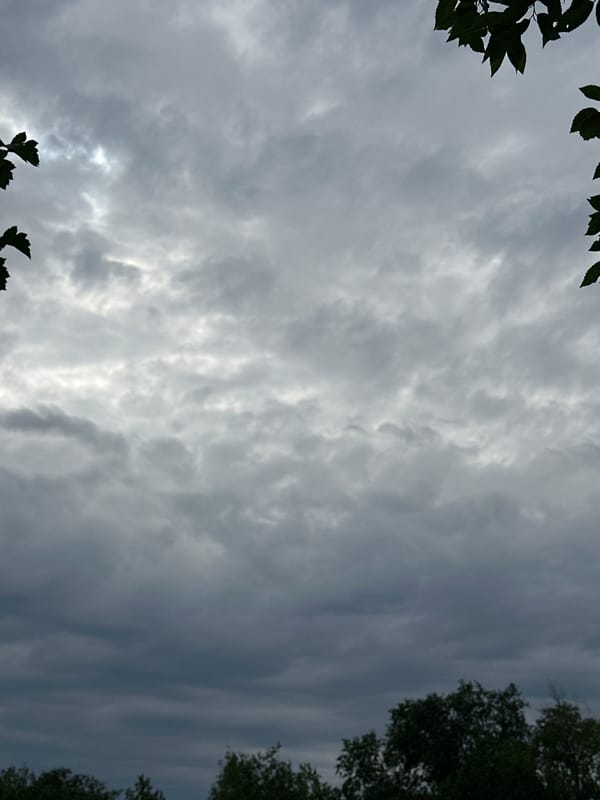 Overcast skies and close-up wildflowers on a stormy-looking day
