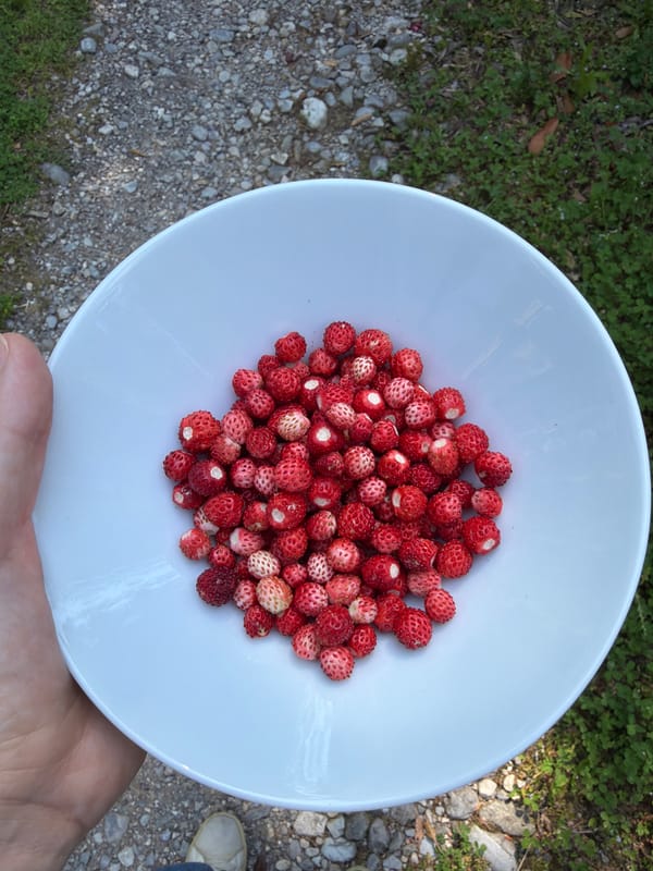 Wild strawberries collected in bowl in Penzano, Italy