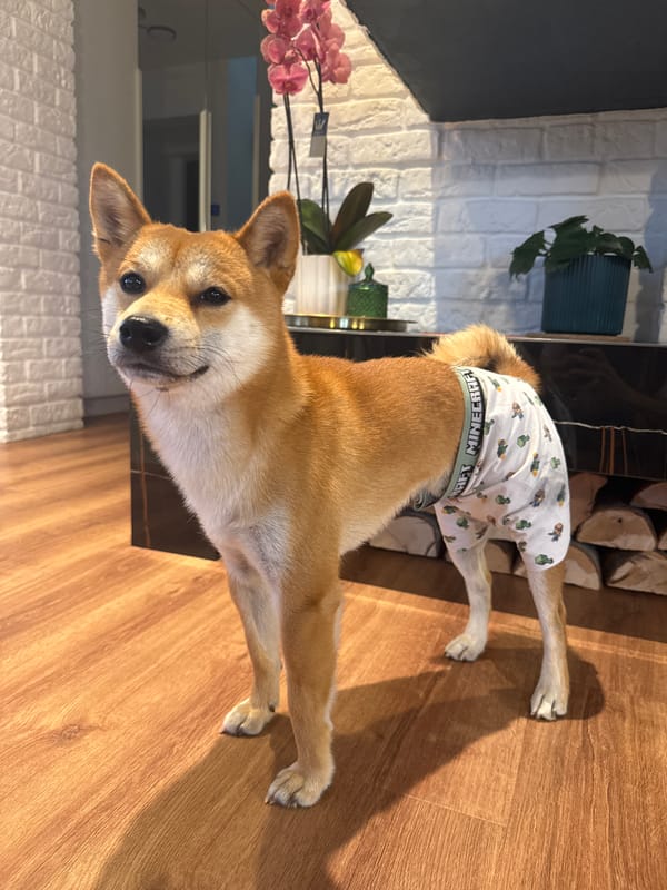 Shiba Inu spotted wearing Minecraft underwear in Carnikava home