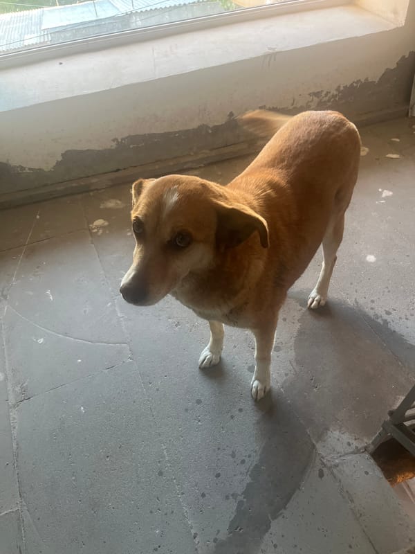 Dog spotted in multiple locations around Yeghegnadzor, Armenia