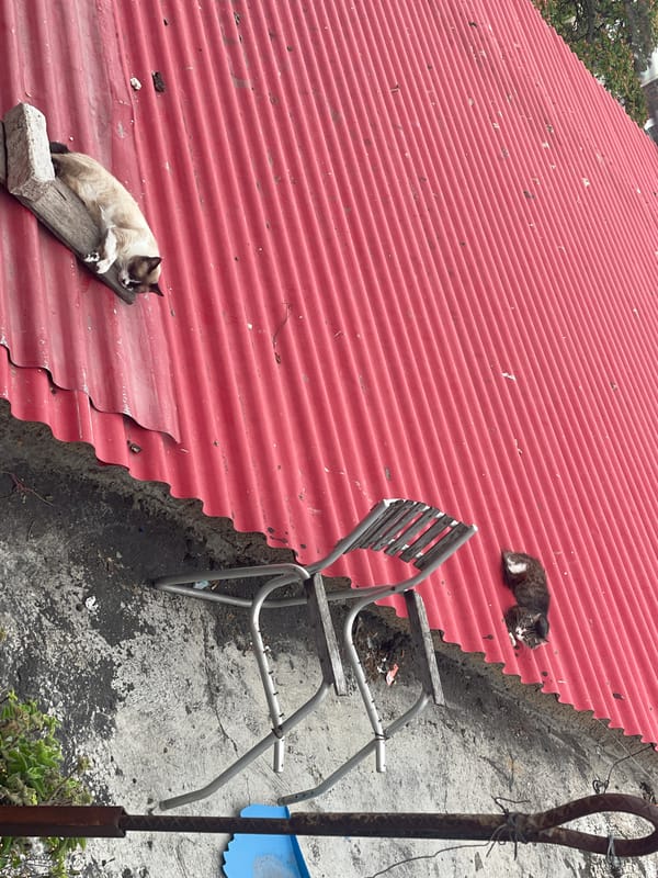 Caracas residents document cat, cityscape in ordinary morning moments