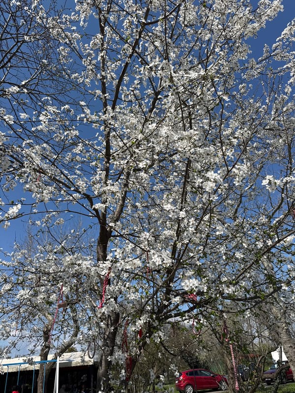 Spring blooms and Martenitsa traditions captured in Burgas parks