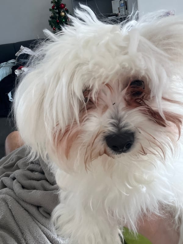 Close-up photos of white dog captured in Varna