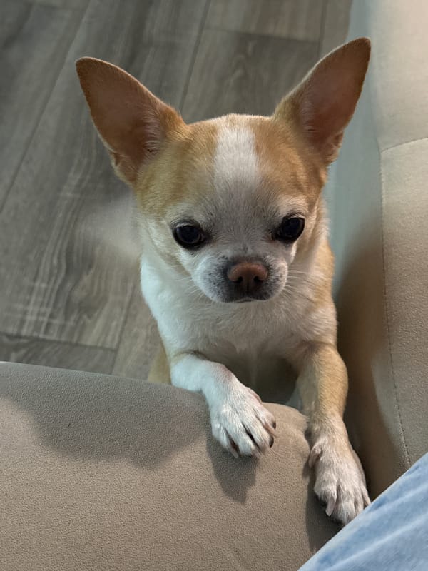 Chihuahua photographed resting on sofa in Russian town