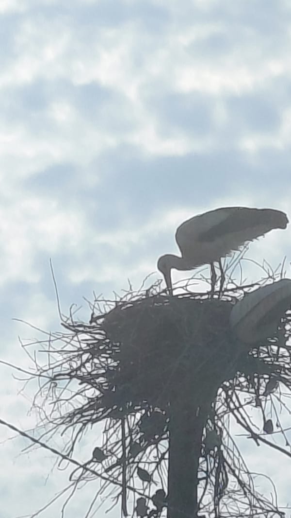 Large Birds Build Nests on Utility Poles