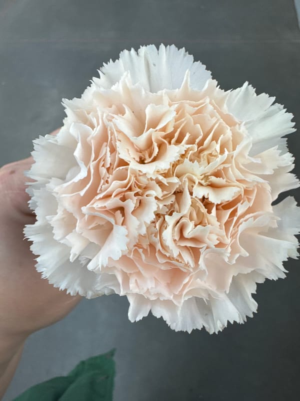 Browsing blooms at a Moscow flower shop