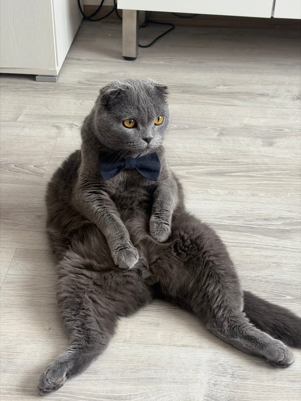 Morning domestic life documented across Saint Petersburg homes