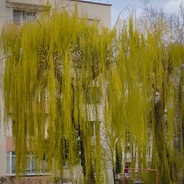Easter Sunday scenes documented across Hrodna, Belarus neighborhoods