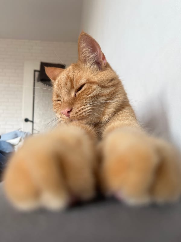 Orange tabby cat relaxing around a Zabrze apartment