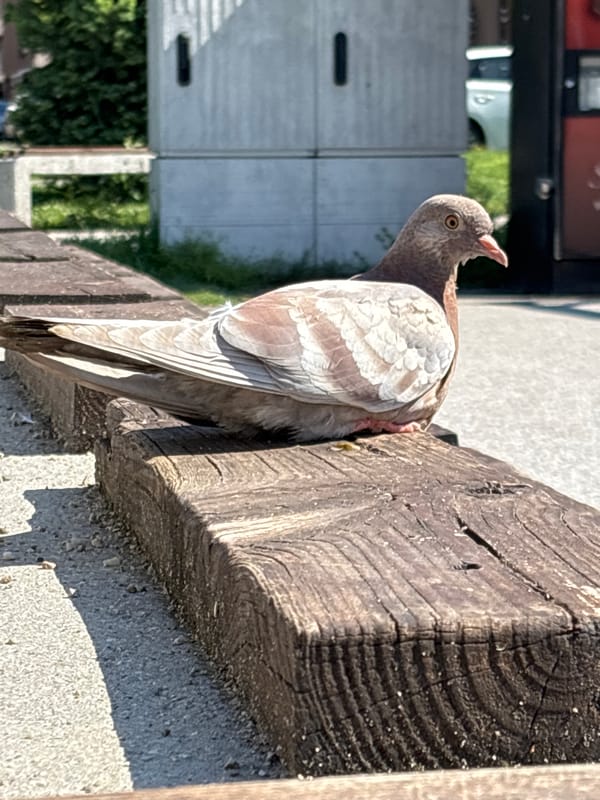 Pigeon and public art captured in Plovdiv, Bulgaria