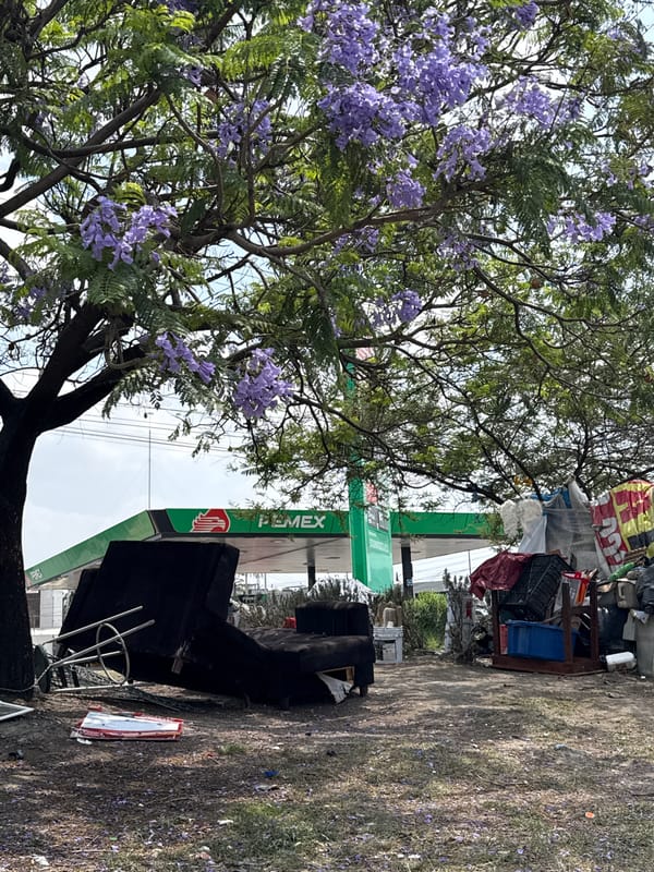Blooming jacaranda tree spotted near gas station in Puebla