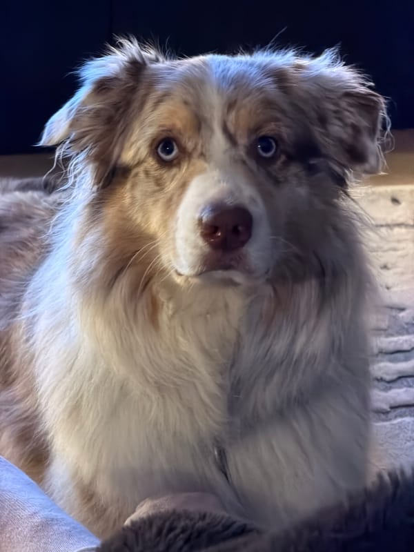 Australian Shepherd photographed in close-up in Laval, Canada
