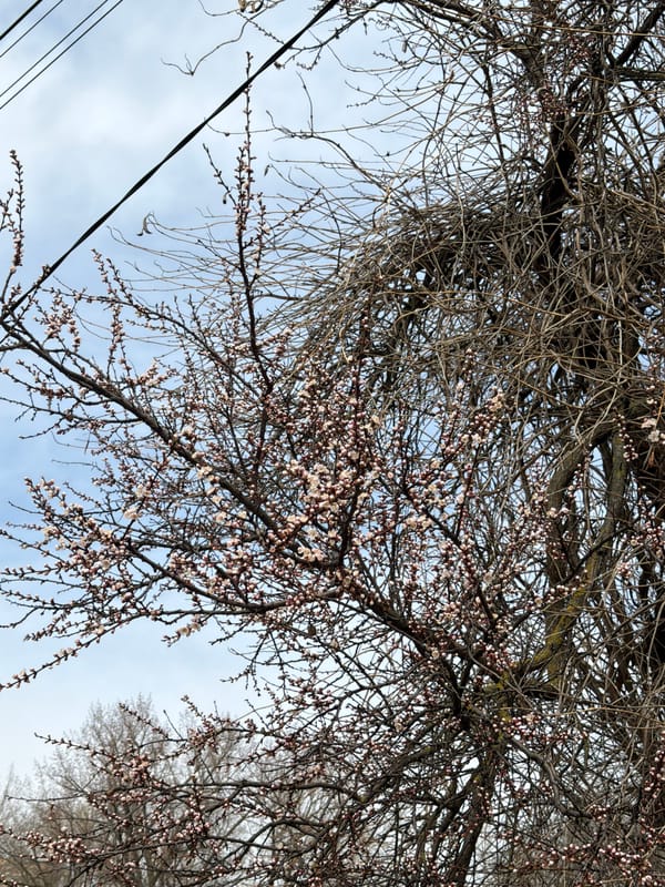 Spring buds emerge on trees in Aksay, Russia