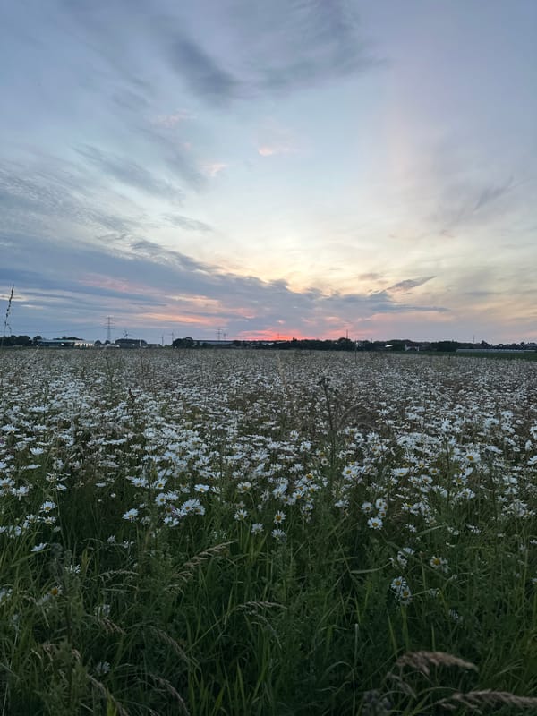 Summer evening roll through Krefeld fields and streets