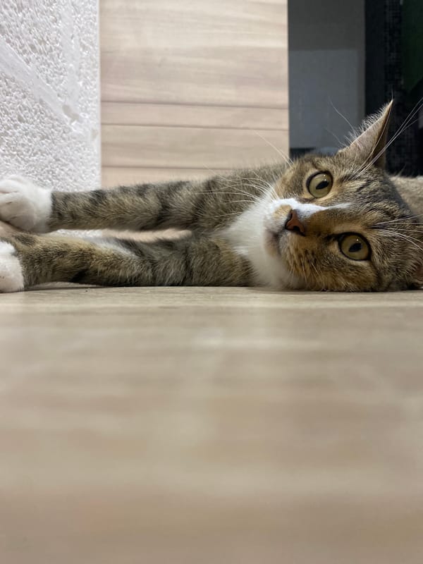 Tabby cat lounging on a wooden floor in Russia
