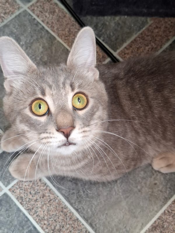 Gray cat spotted resting on tiles in Novi Sad