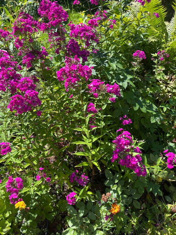 Summer garden in full bloom, Dunilavichy, Belarus