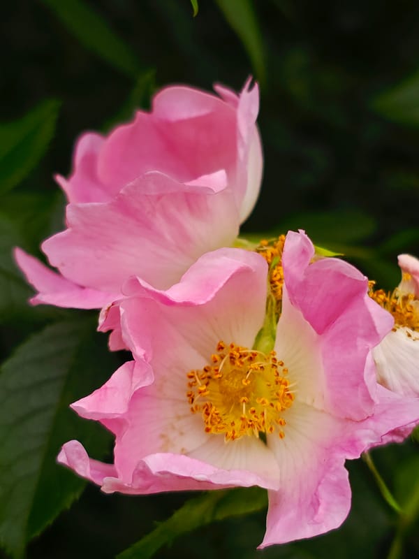 Witness documents flowers and street scenes during afternoon photography session