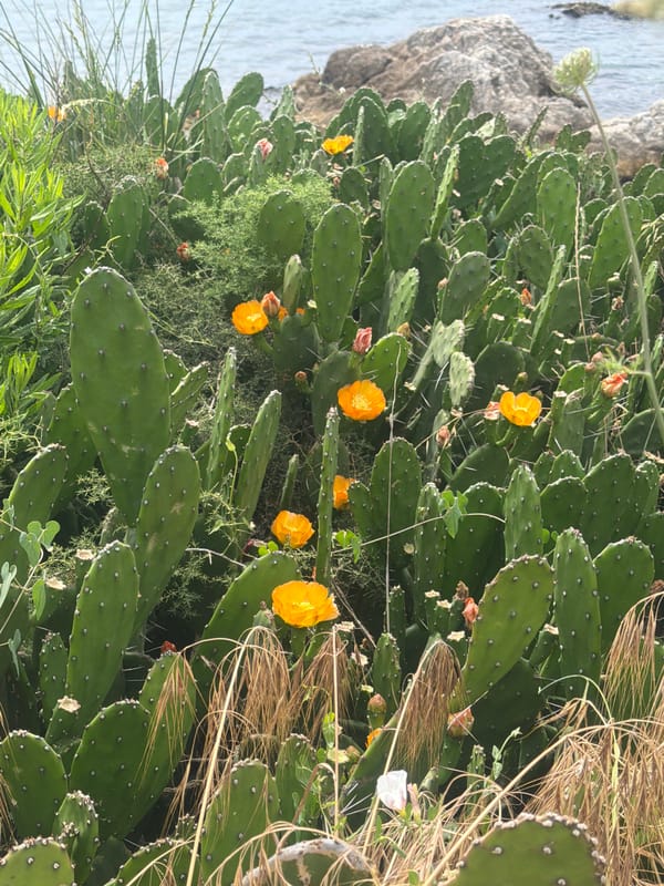 Roadside plants and fences on a summer morning in Mandra