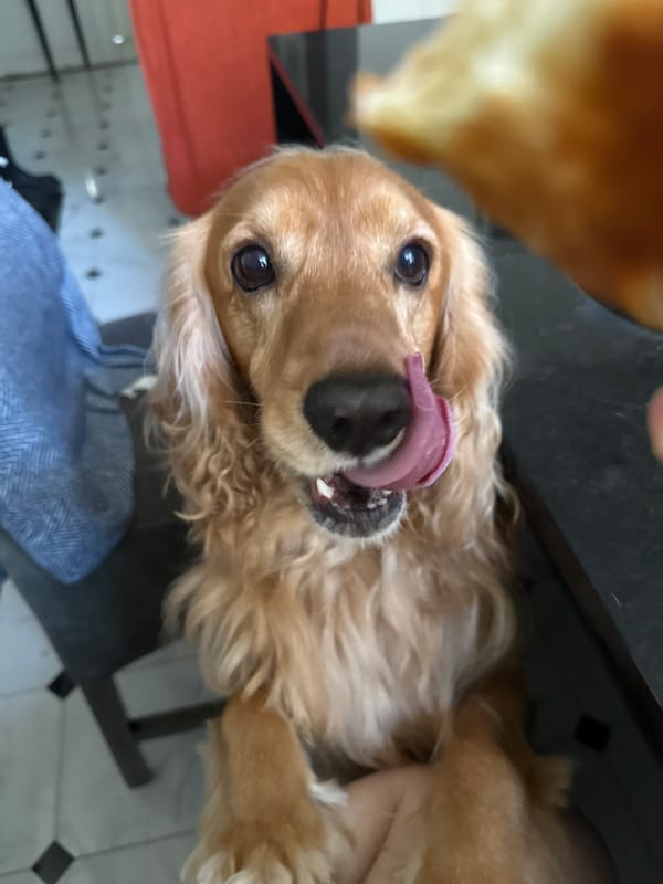 Golden cocker spaniel steals the show in a home photo session