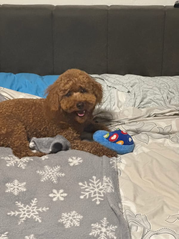 Poodle rests playfully on patterned blanket in Sofia bedroom
