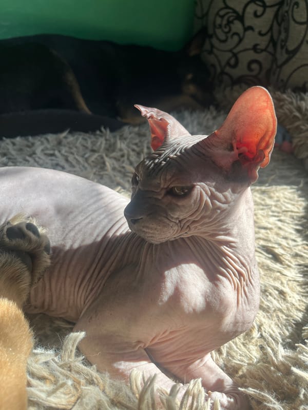 Lazy midday hangout with a houseful of dogs and a Sphynx cat