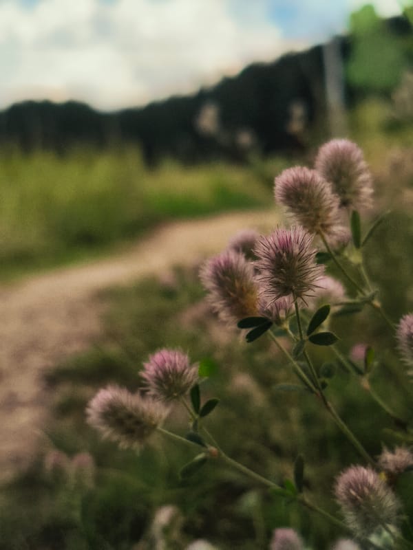 Summer afternoon along a pond and dirt road in Chaikovsky