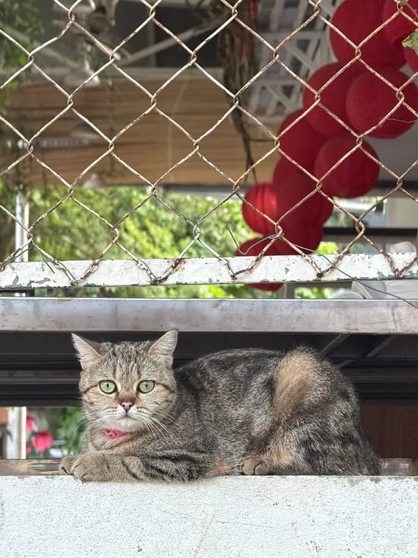 Curious tabby cat spotted peering from window in Đà Nẵng
