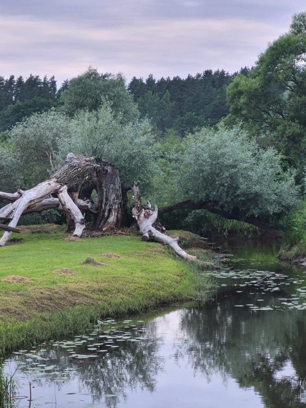 Calm waterside scenery along the banks of Sooblase, Estonia