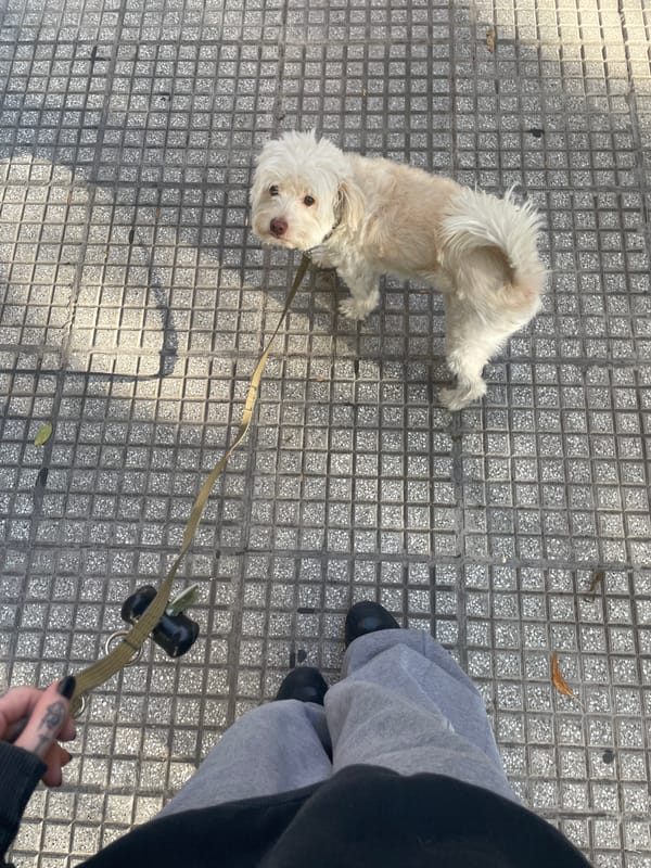 Dog walker with small white dog spotted on Buenos Aires sidewalk