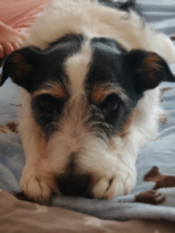 Jack Russell Terrier chills on a blue blanket, up close.