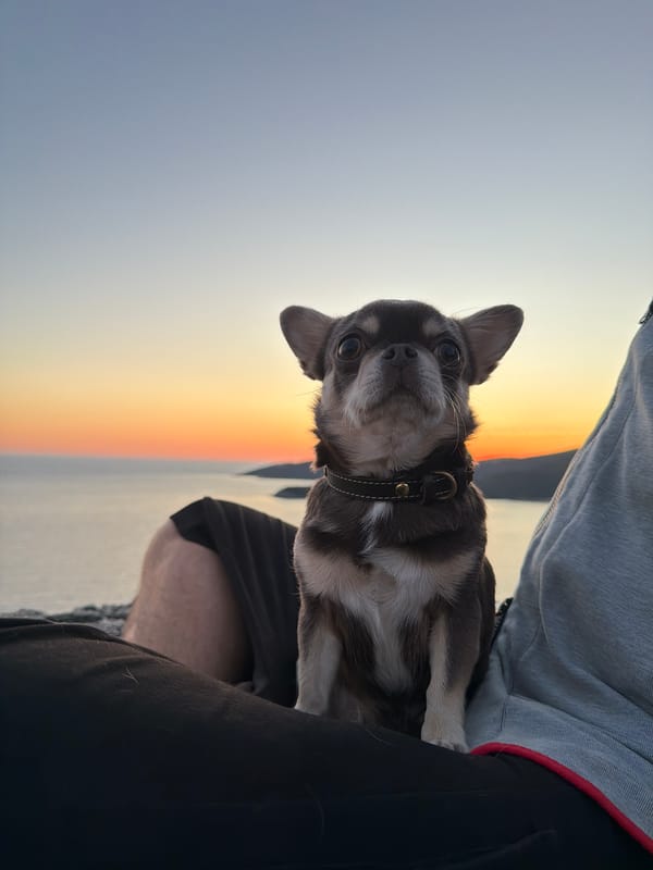 Evening sunset gathering with pets documented in Budva, Montenegro