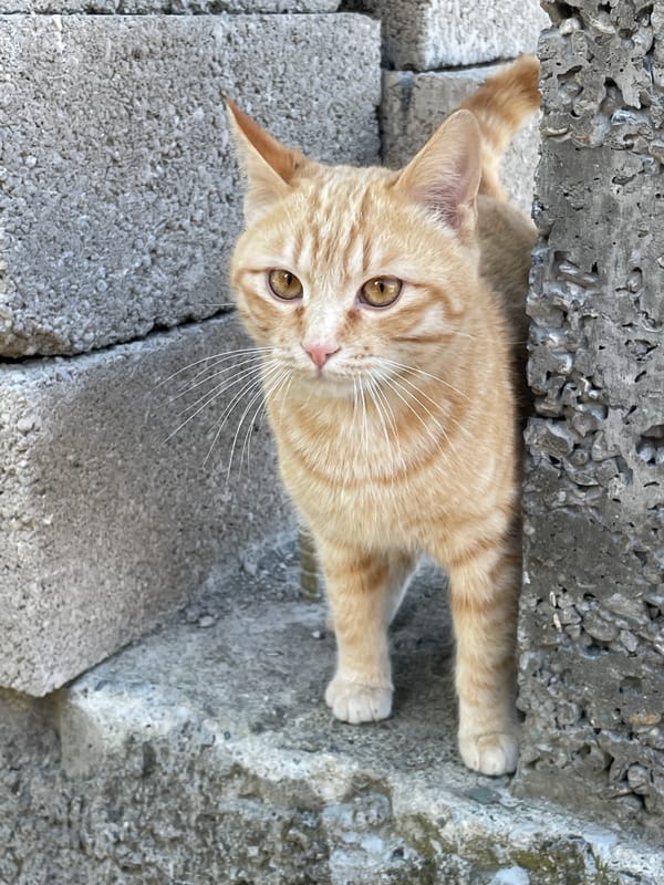 Orange tabby cat spotted on concrete in Gagra, Abkhazia