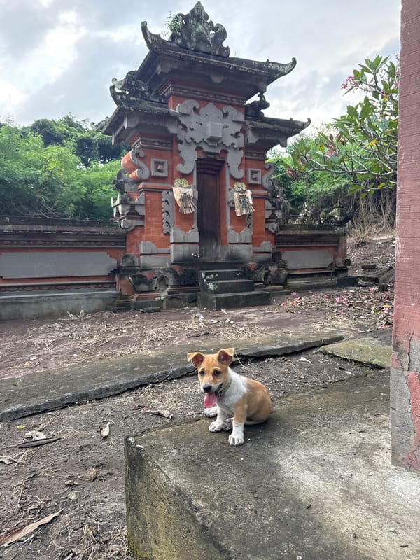 Dog spotted near ancient carved temple in Kediri, Indonesia
