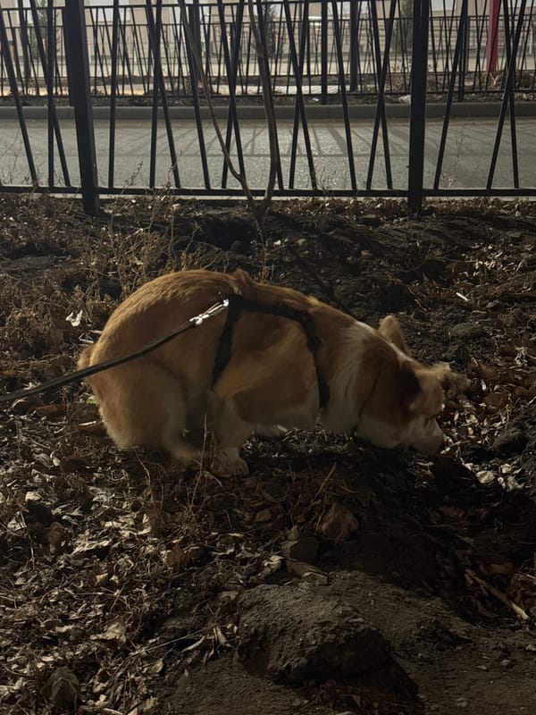 Unusual pets spotted in Borzya: leashed corgi, rabbit, decorative chicken