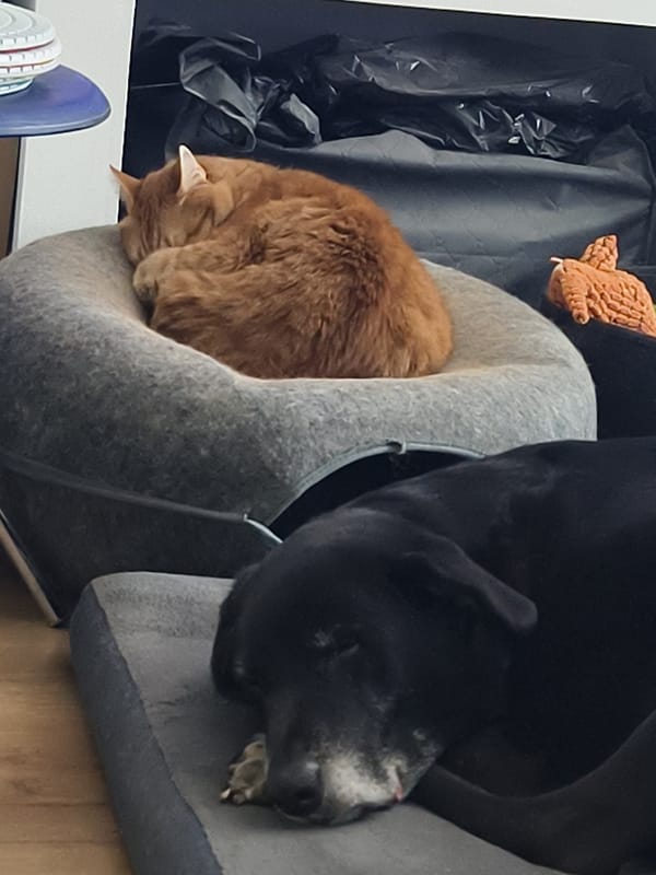 Quiet morning with pets and toys in Petah Tikva home
