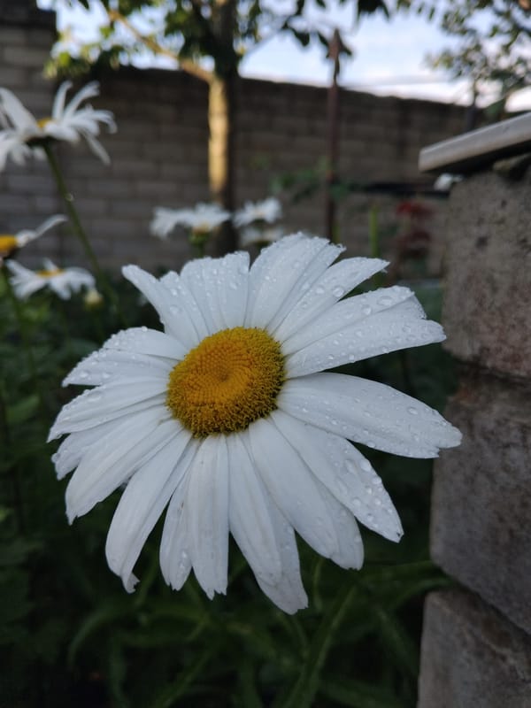 Rain-soaked garden and kitchen still lifes from Zhytomyr