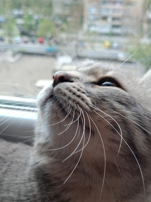 Gray tabby cat photographed in various poses in Novi Sad