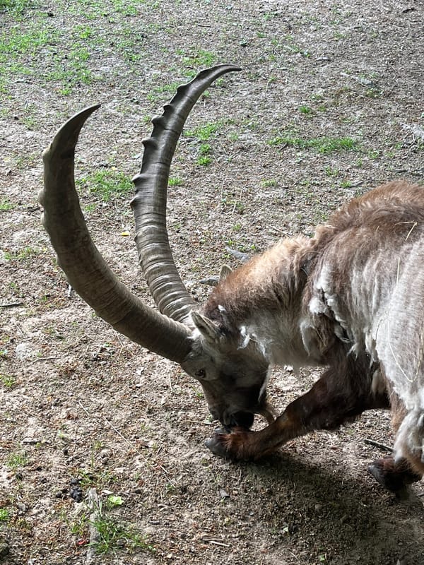 Zoo visitors document animals at Saarbrücken including deceased ibex