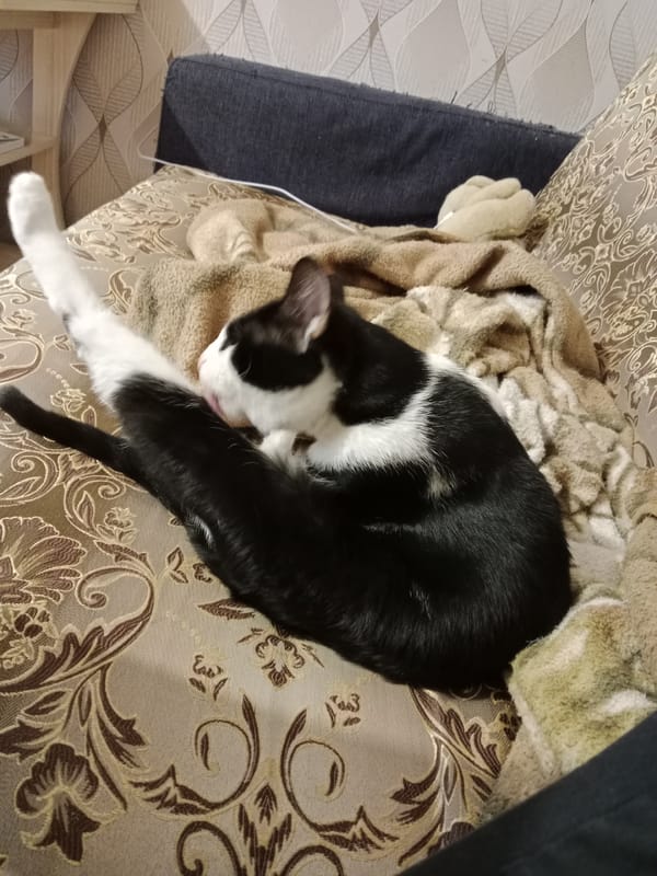 Two cats, two sofas, maximum relaxation