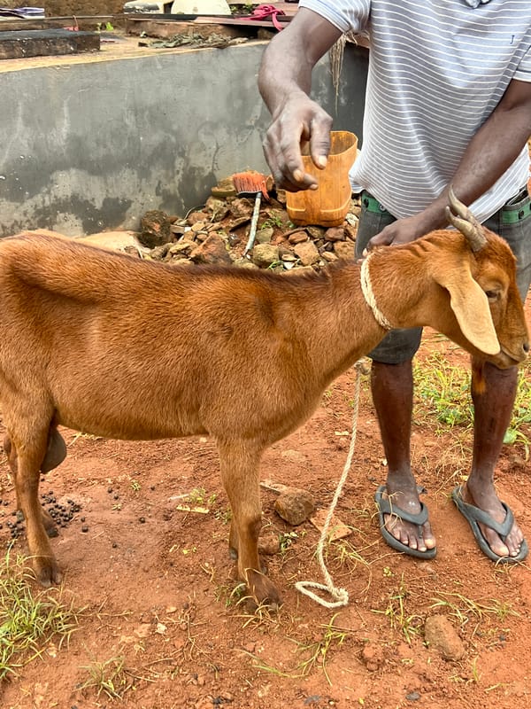 Goat slaughter, open fire, and morning chores in Nkpor