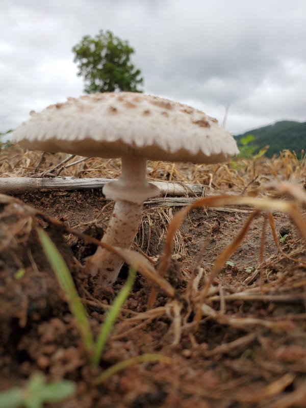 Rural life glimpses: mushroom and chicken spotted in Mararaba