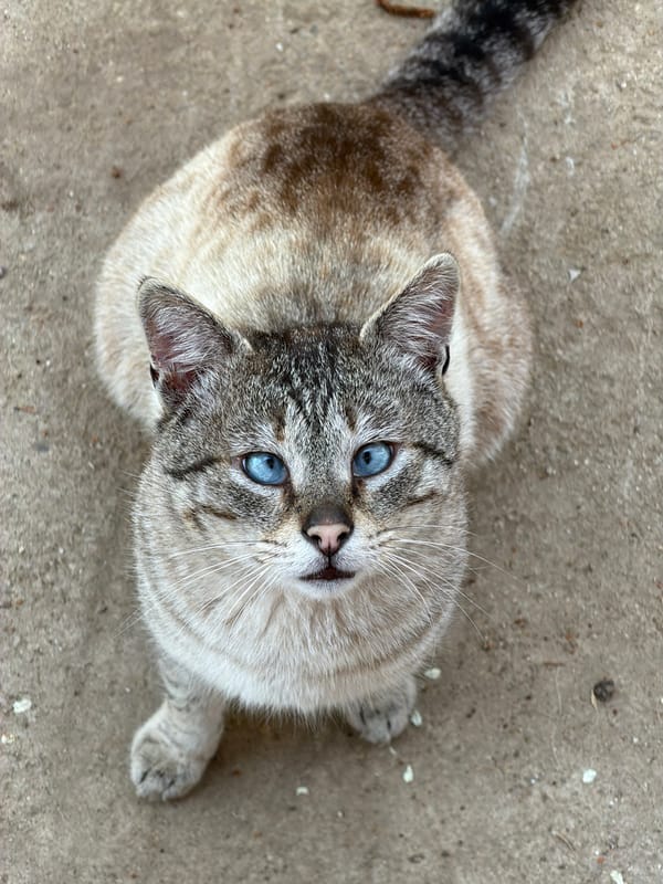 Blue-eyed cat photographed on concrete surface looking upward