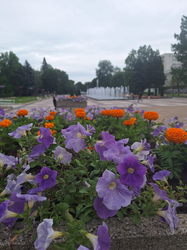 Morning garden displays documented in Montana, Bulgaria park