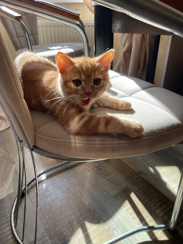 Morning moments with kitten, jasmine, coffee in Kommunarka