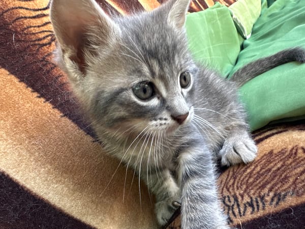 Kittens and garden life at a home on a summer afternoon
