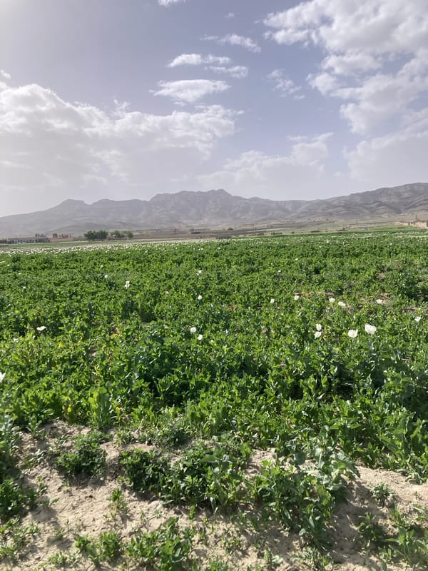 Flowering crop fields documented in Lajwari Kili, Pakistan