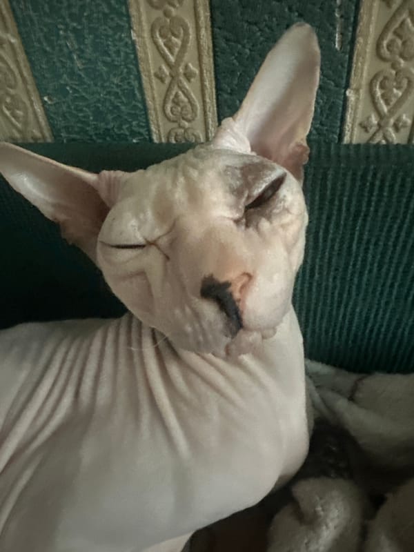 Sphynx cat at rest, eyes closed, Togliatti