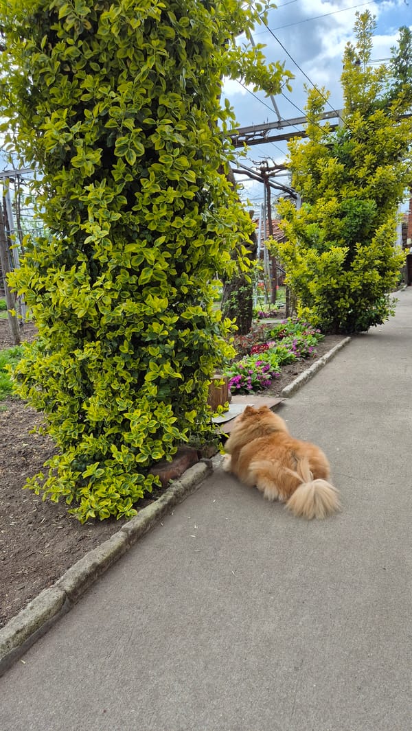 Dog spotted near flower garden in Shivachevo, Bulgaria