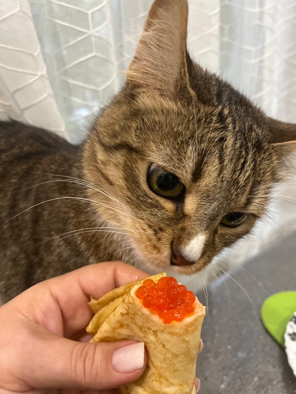 Cat enjoys caviar crepes with owner in Izhevsk